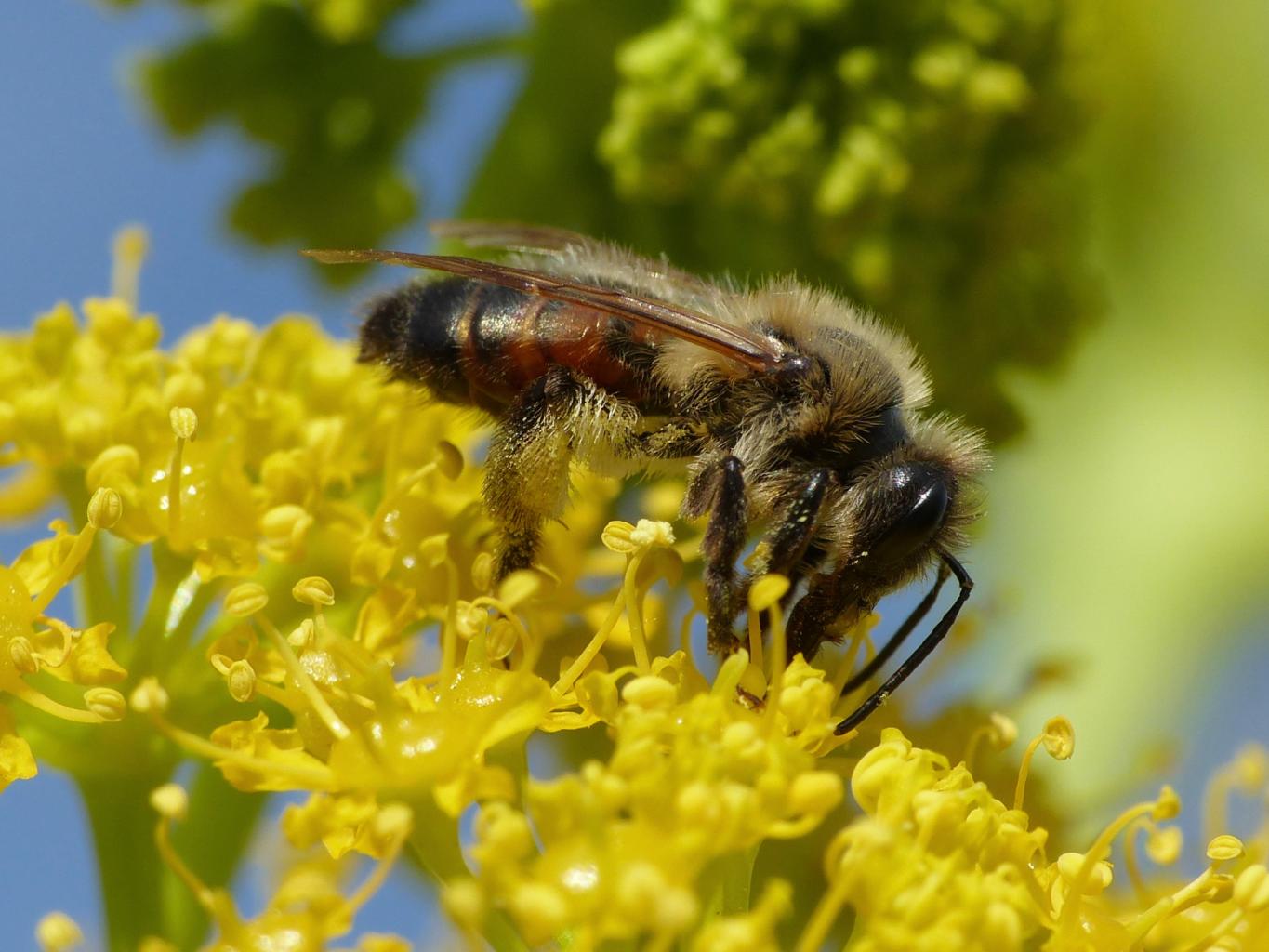 Andrena sp. (?) su ferula